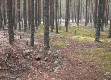 Место лагерных захоронений. Фотография 2010 года. Источник: Архив НИЦ «Мемориал»