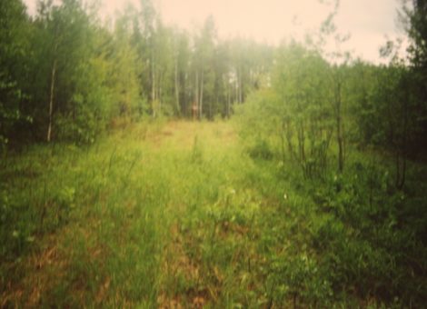 Территория кладбища.Фотография 2013 года. Источник: Материалы краеведческо-поисковых экспедиций Корткеросского центра дополнительного образования детей