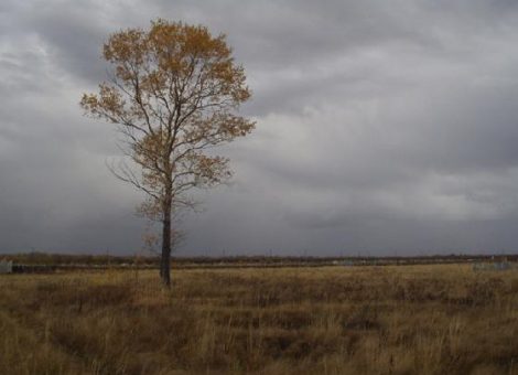Фотография из статьи А.Варкентина "Страницы террора. Гришковка и окрестности", Гришковка, 2008