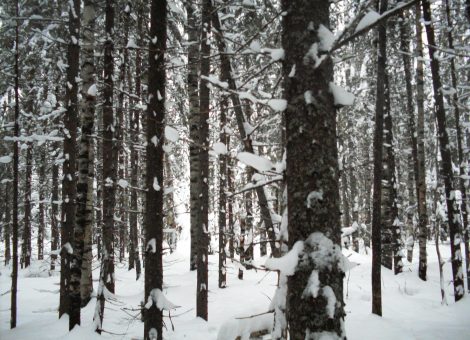 Фотография 2009 года. Фотограф Т.Ф.Мельник